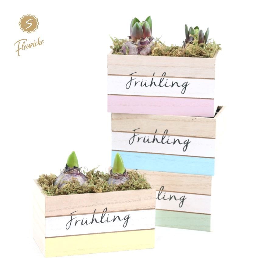 (0973) Hyacint Fruhlingbote 2PP Mos, D 14