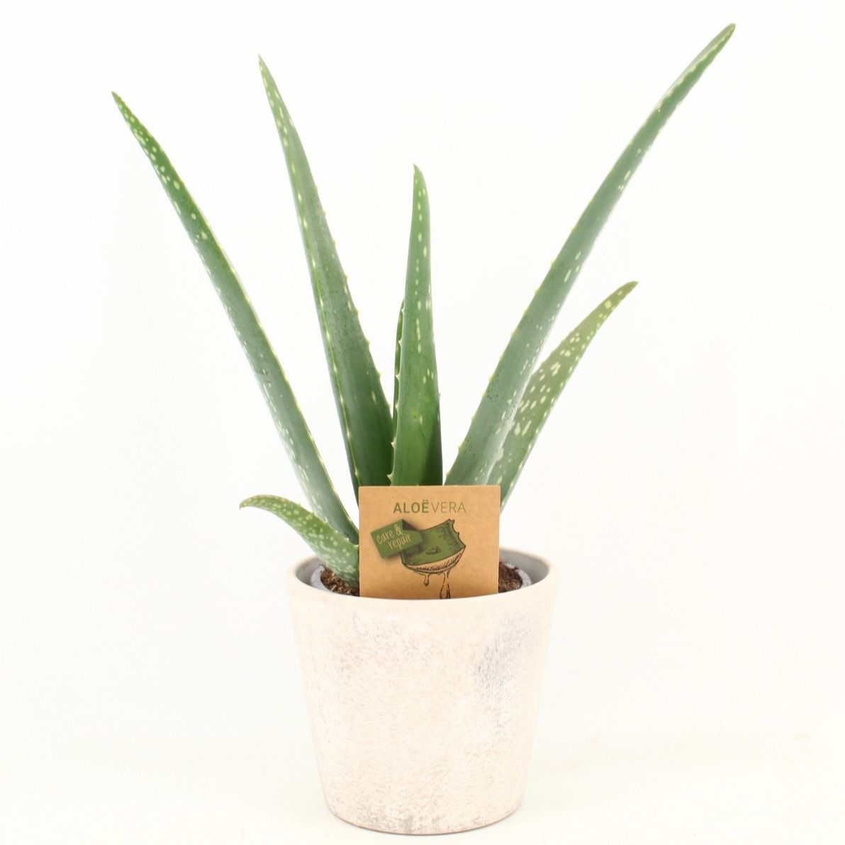 Aloe Vera P10,5 in keramiek Amy, D 12,5