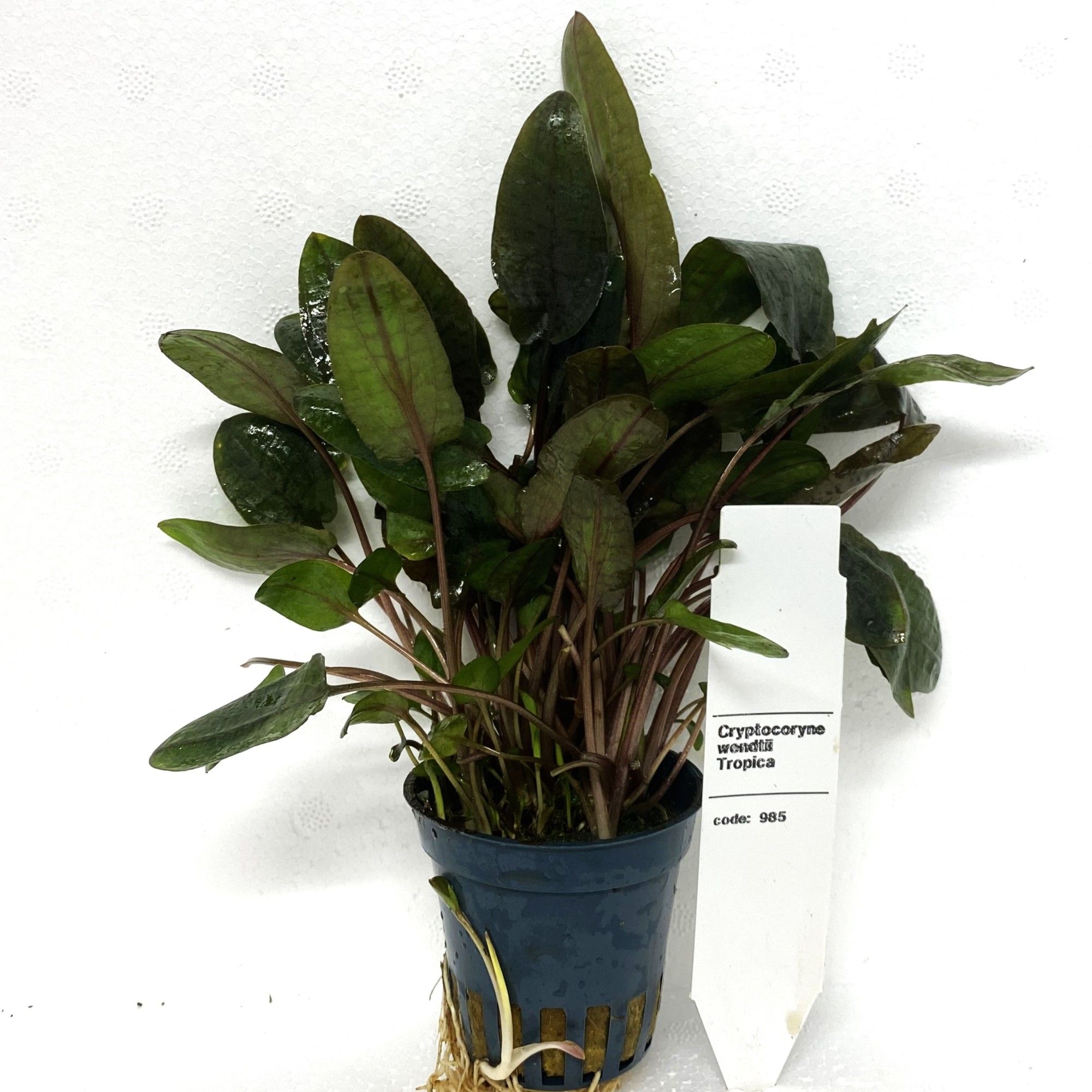 Cryptocoryne tropica, D 5