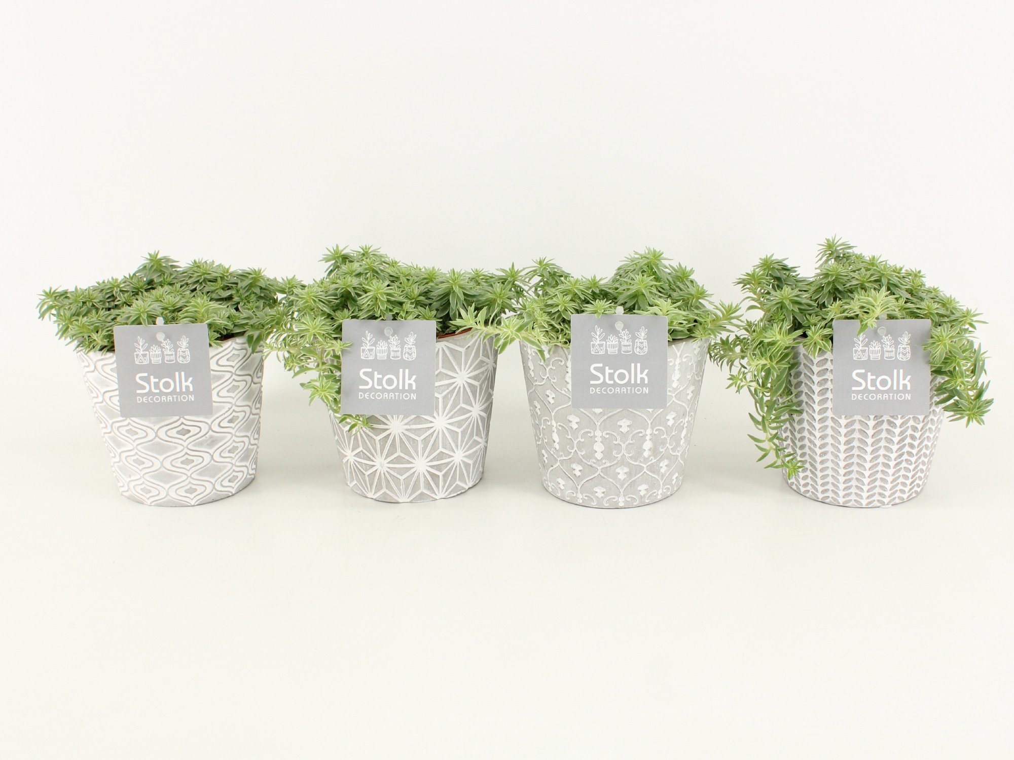 Sedum Lineare in Star pot, D 13