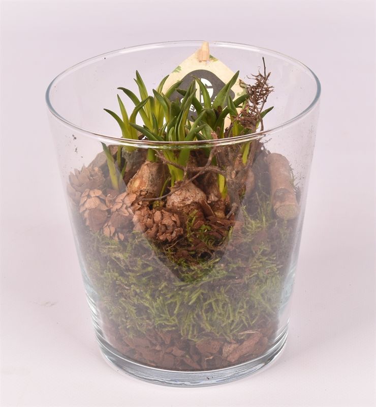 Glas potje 13 cm, D 13