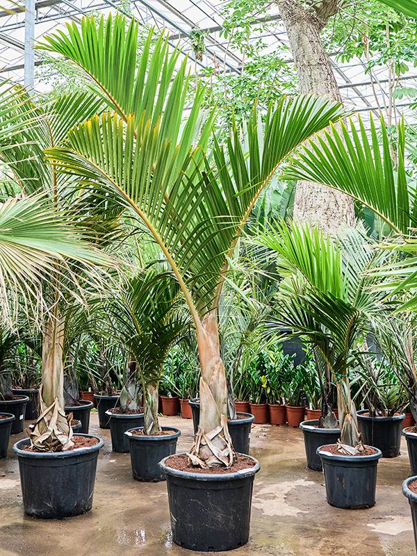 Hyophorbe verschaffeltii (200-280), D 55