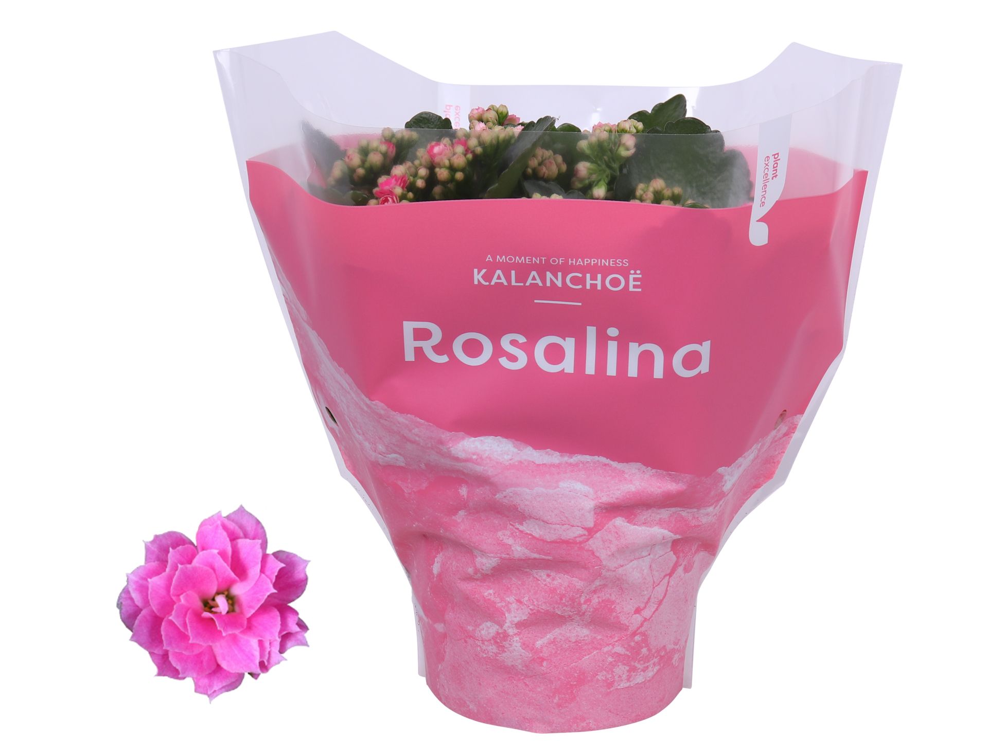 Kalanchoe Rosalina 15cm TST Don Nando, Roze hoes, D 15