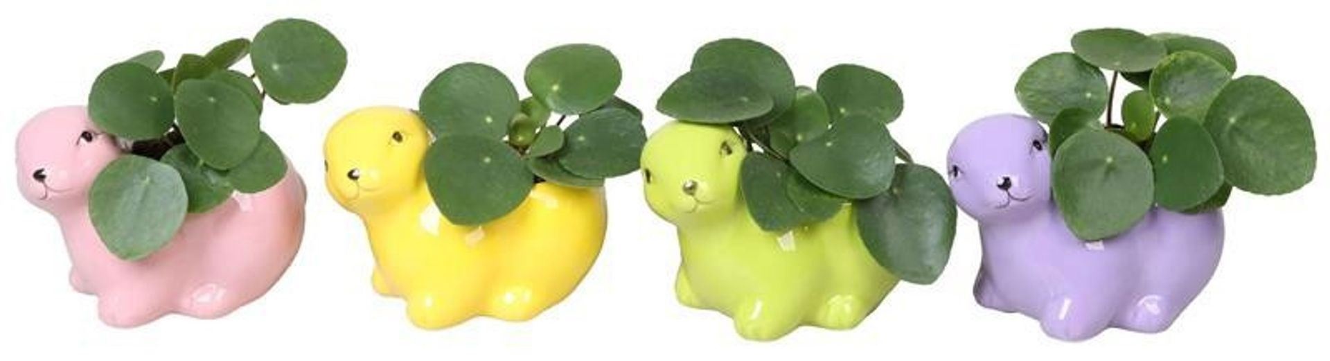 L 67161 with Pilea Peperomioides Mix 6 cm, D 6