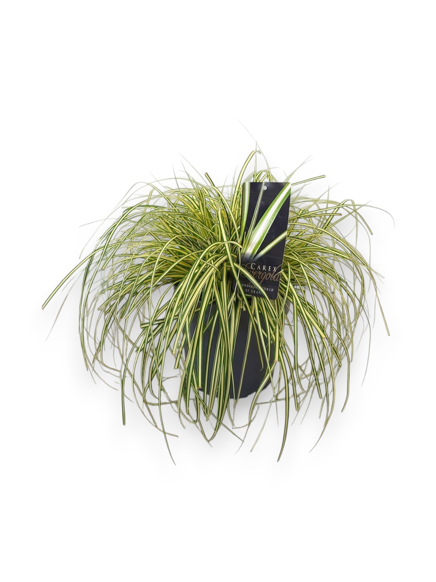 Carex oshimensis 'Evergold' C3/P19, D 19