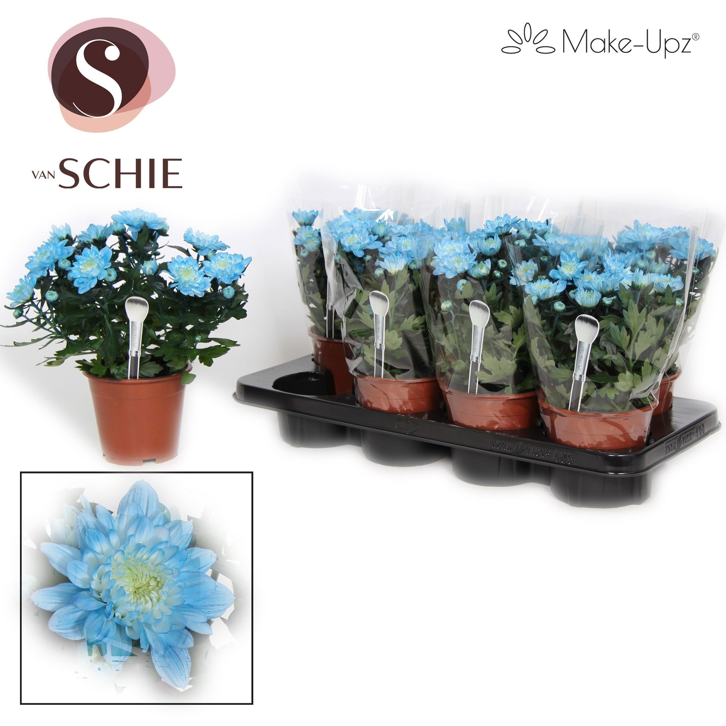 Ch Grandezza Make-Upz® UNO Blue, D 13