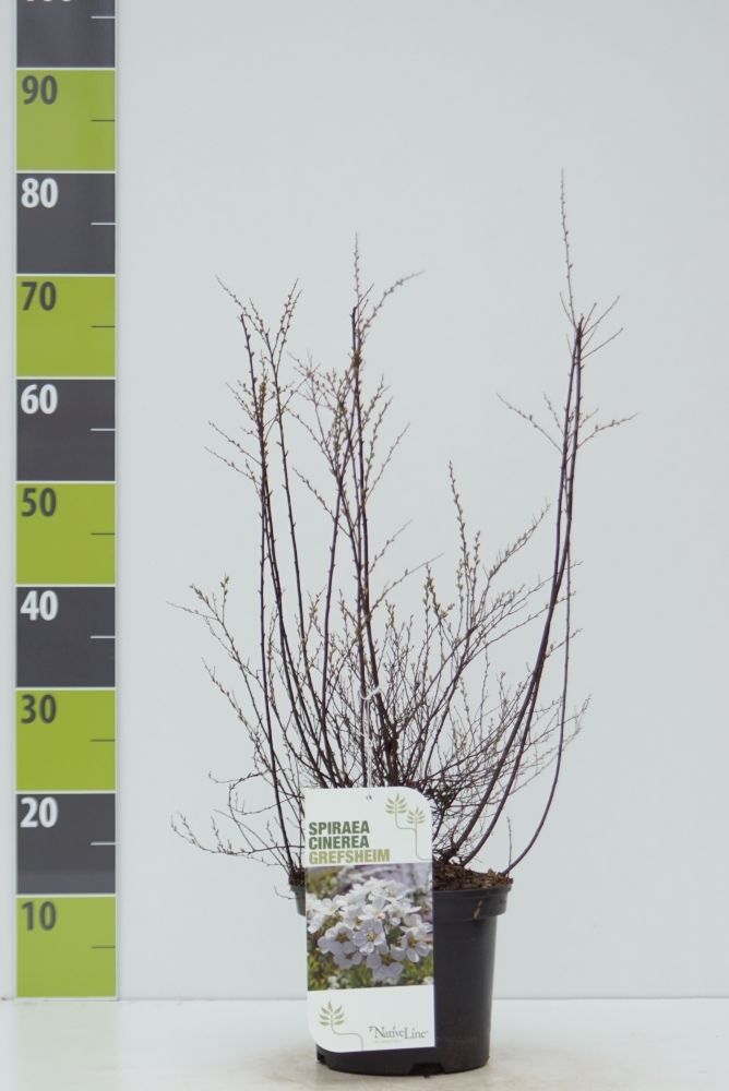 Spiraea cinerea 'Grefsheim' C 4,6, D 23