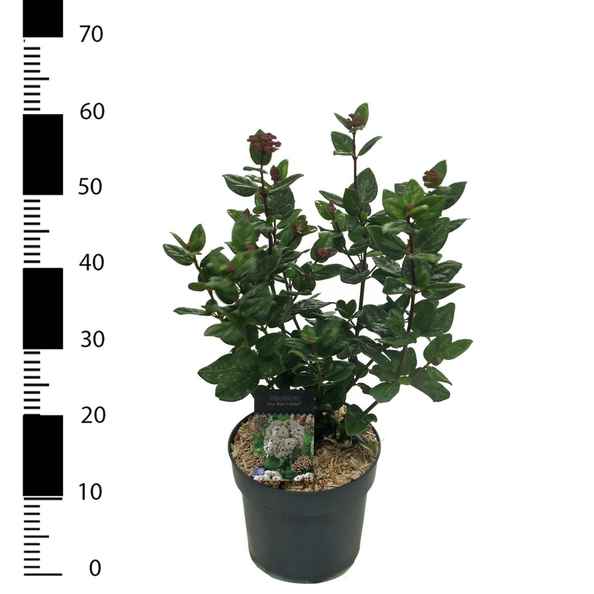 Viburnum tinus 'Rock n Rolla', D 23