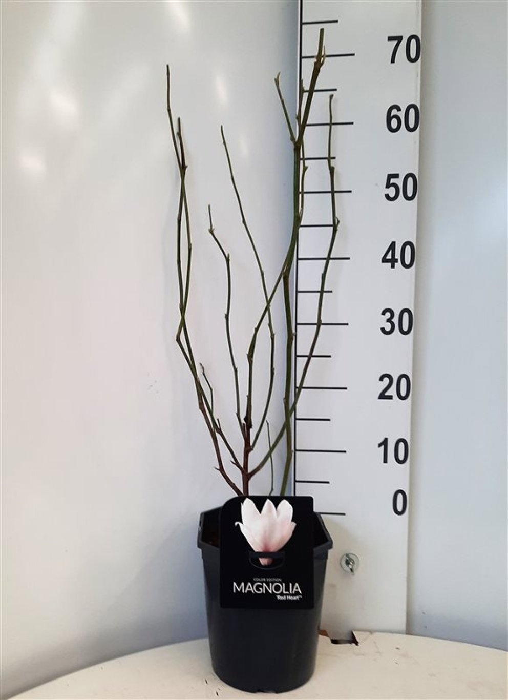 Magnolia 'Red Heart'®, D 21