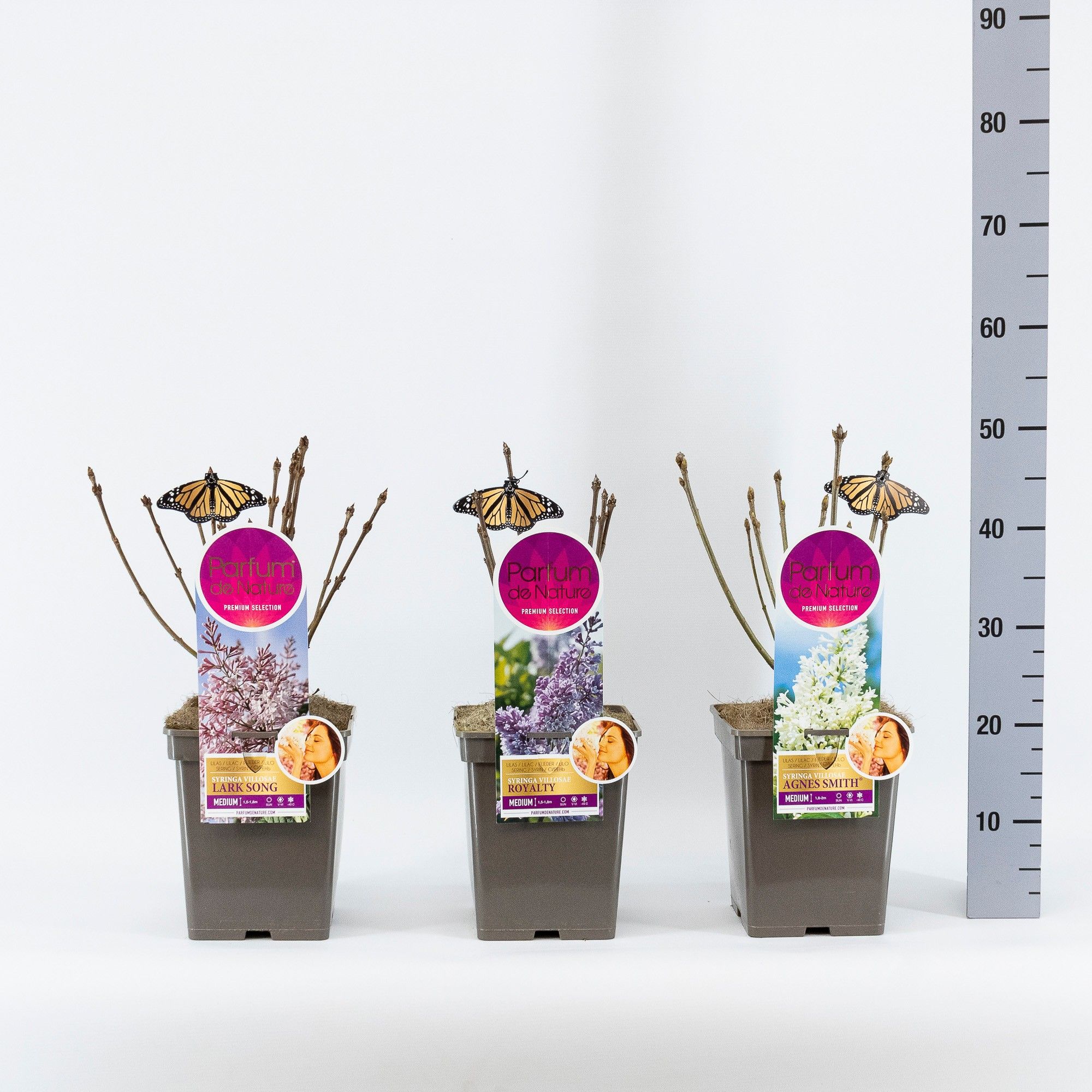 Syringa Medium, 'Premium Selection' mix, C5, D 23