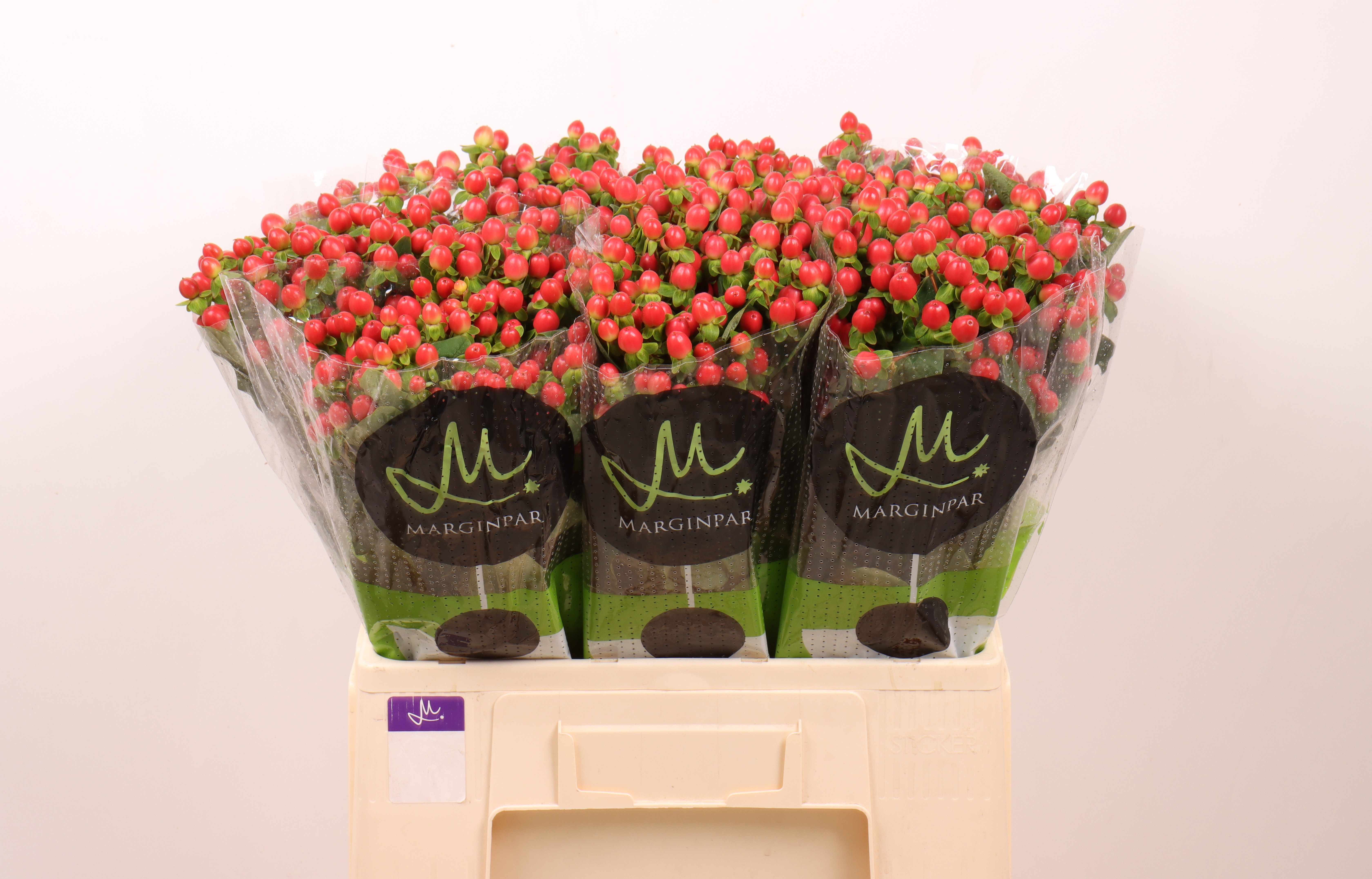 Гипперикум Томато Флэр 60, шт.