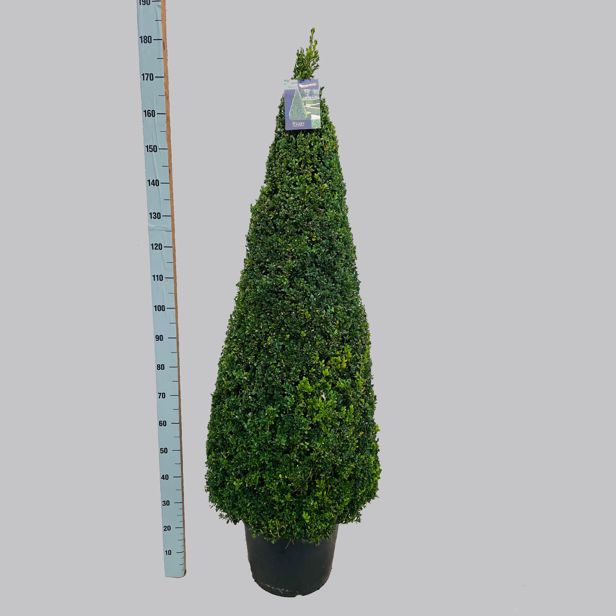 Buxus semp. pyr.140-150 40/C25, D 40