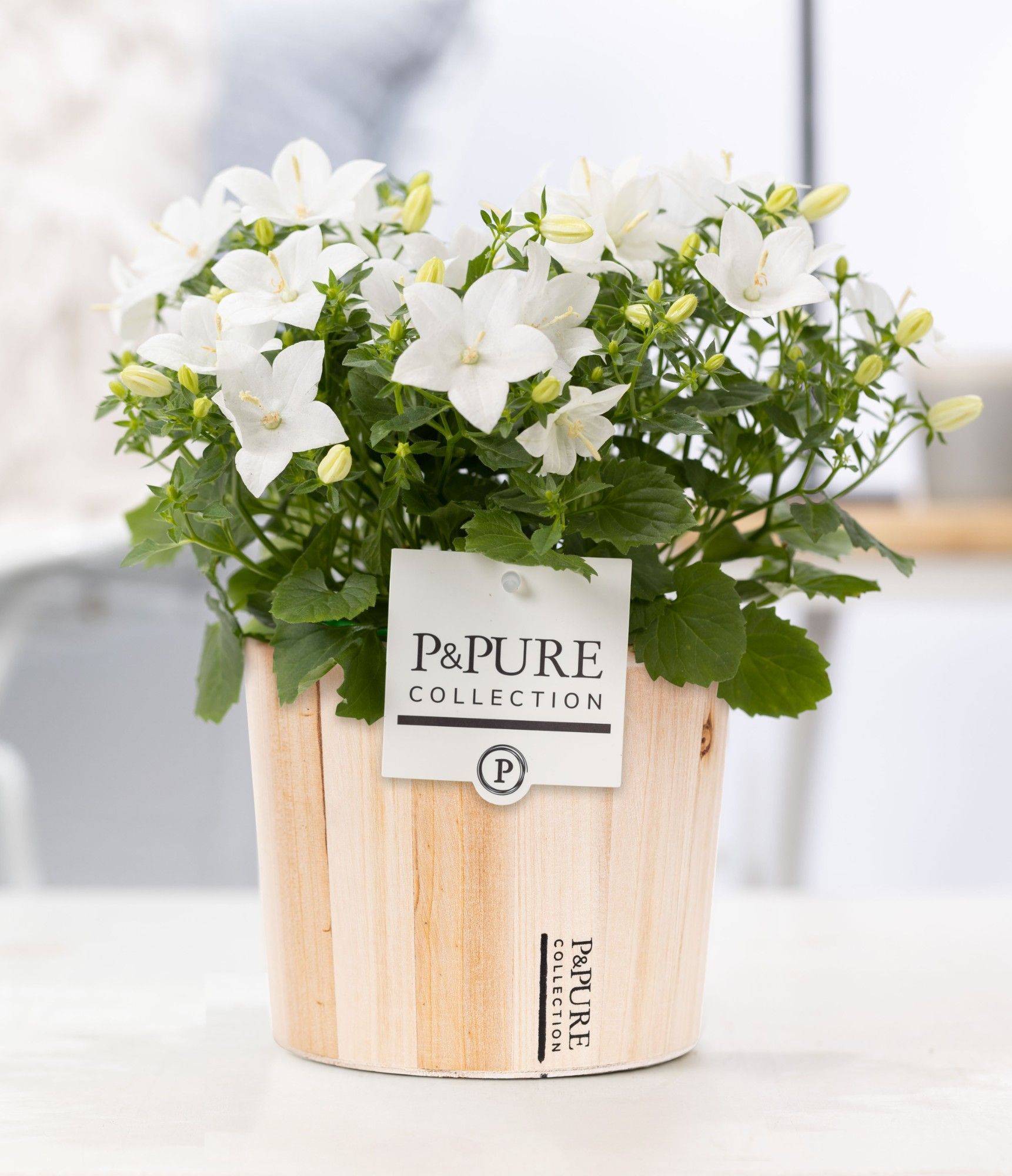 Campanula 'Atlanta' Pure Wood, D 14