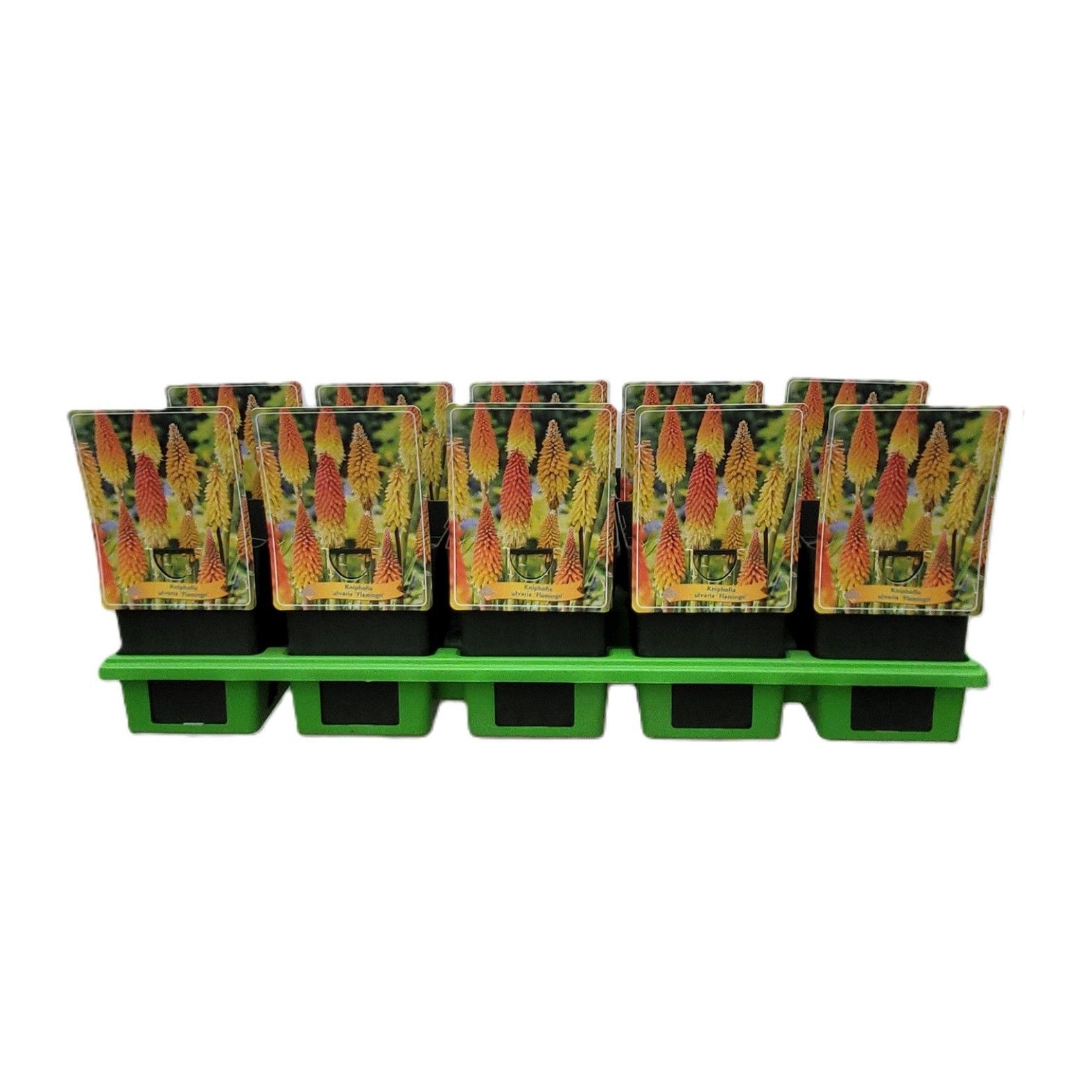 Kniphofia 'Flamingo' P11, D 11