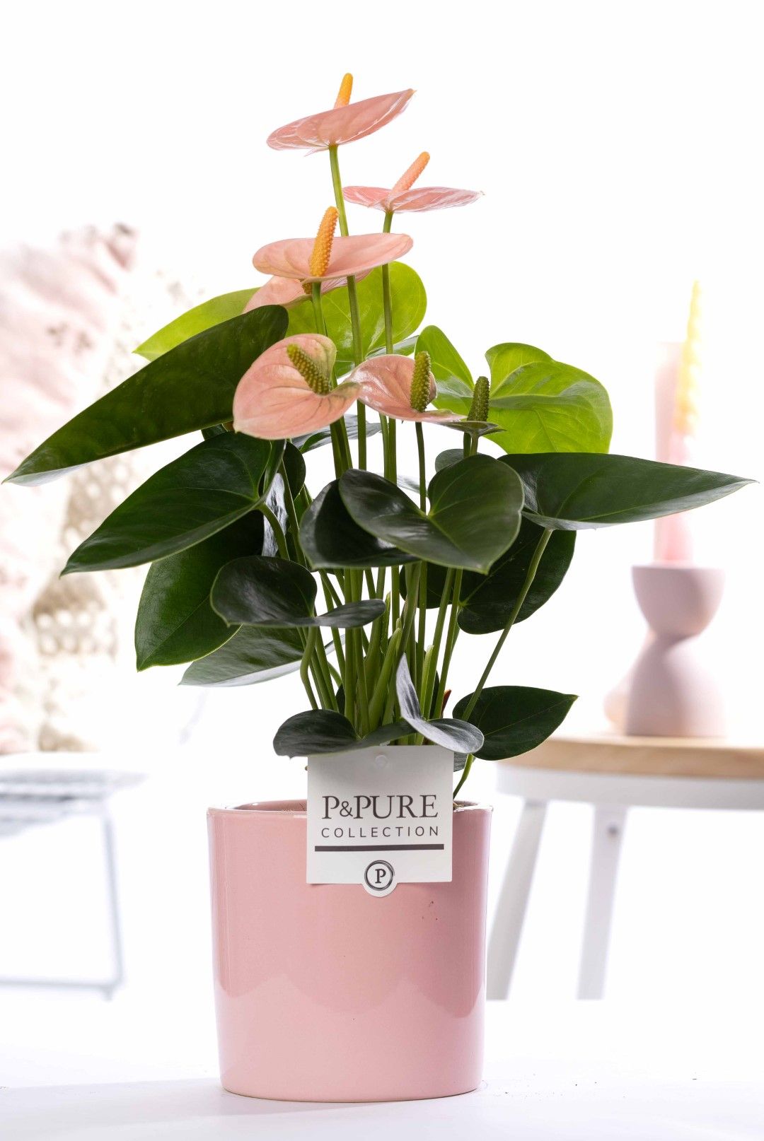 Anthurium pink (Spirit) in P&PURE Essential ceramics pink, D 12
