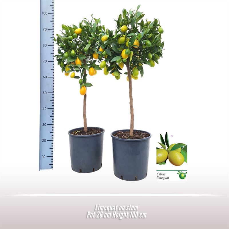 Limequat op stam, D 26