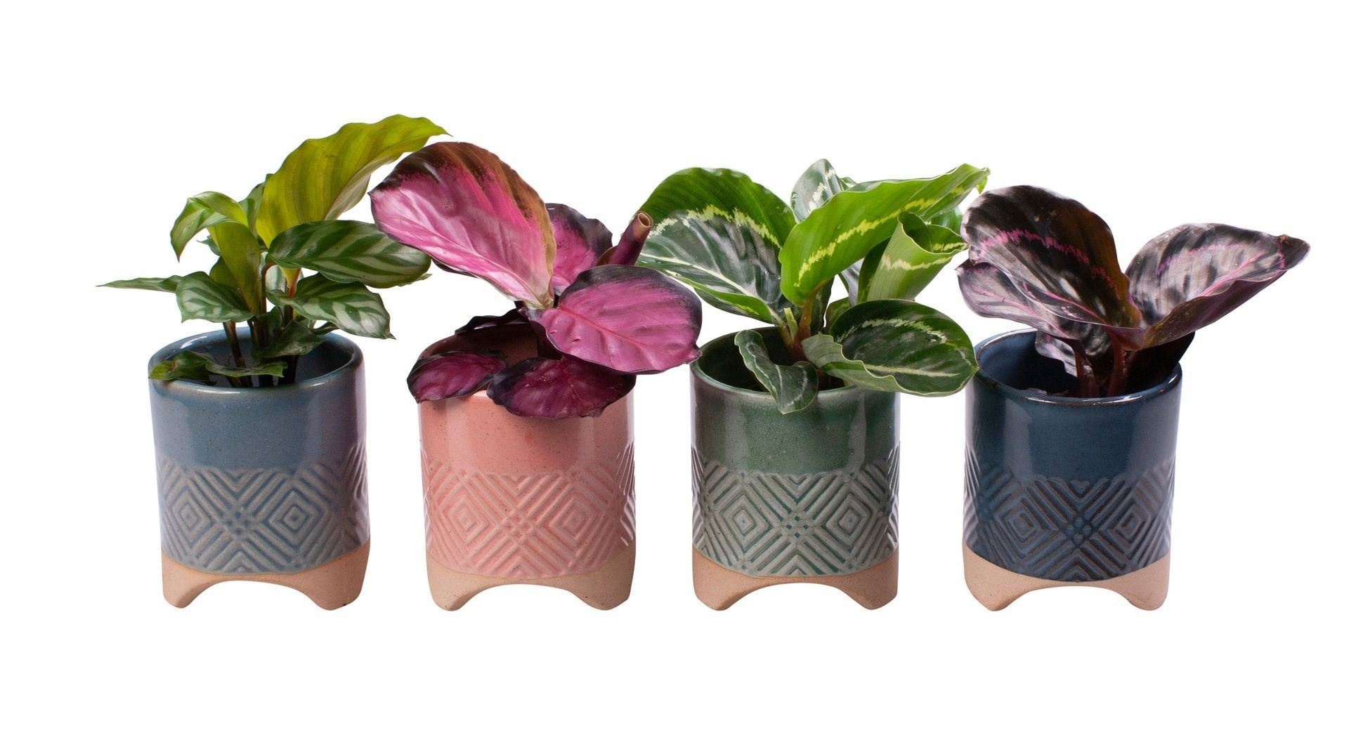 L 65597 Calathea Mix, D 6