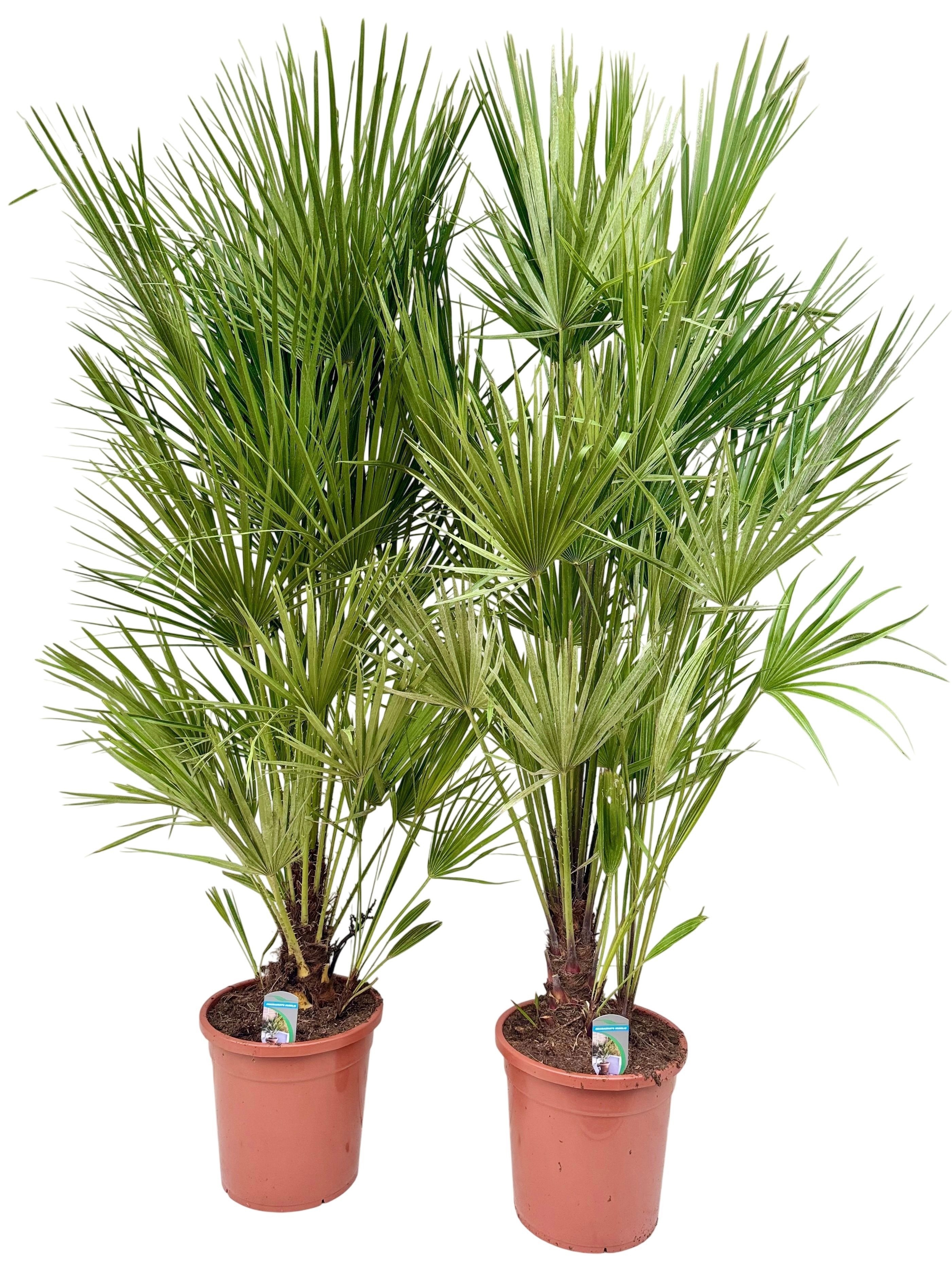 Chamaerops humilis P30, D 30