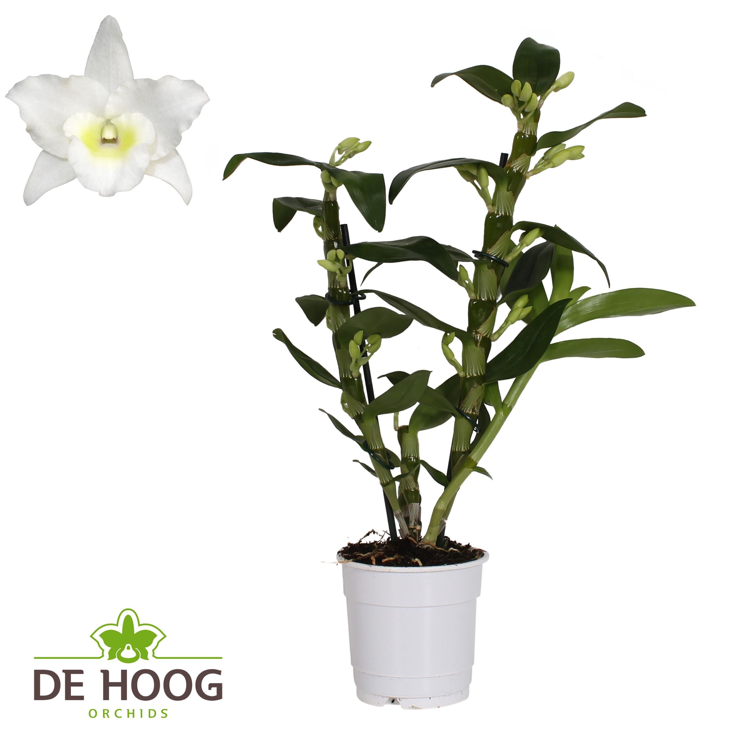 Dendrobium Nobile Apollon 12+ tros De Hoog, D 12