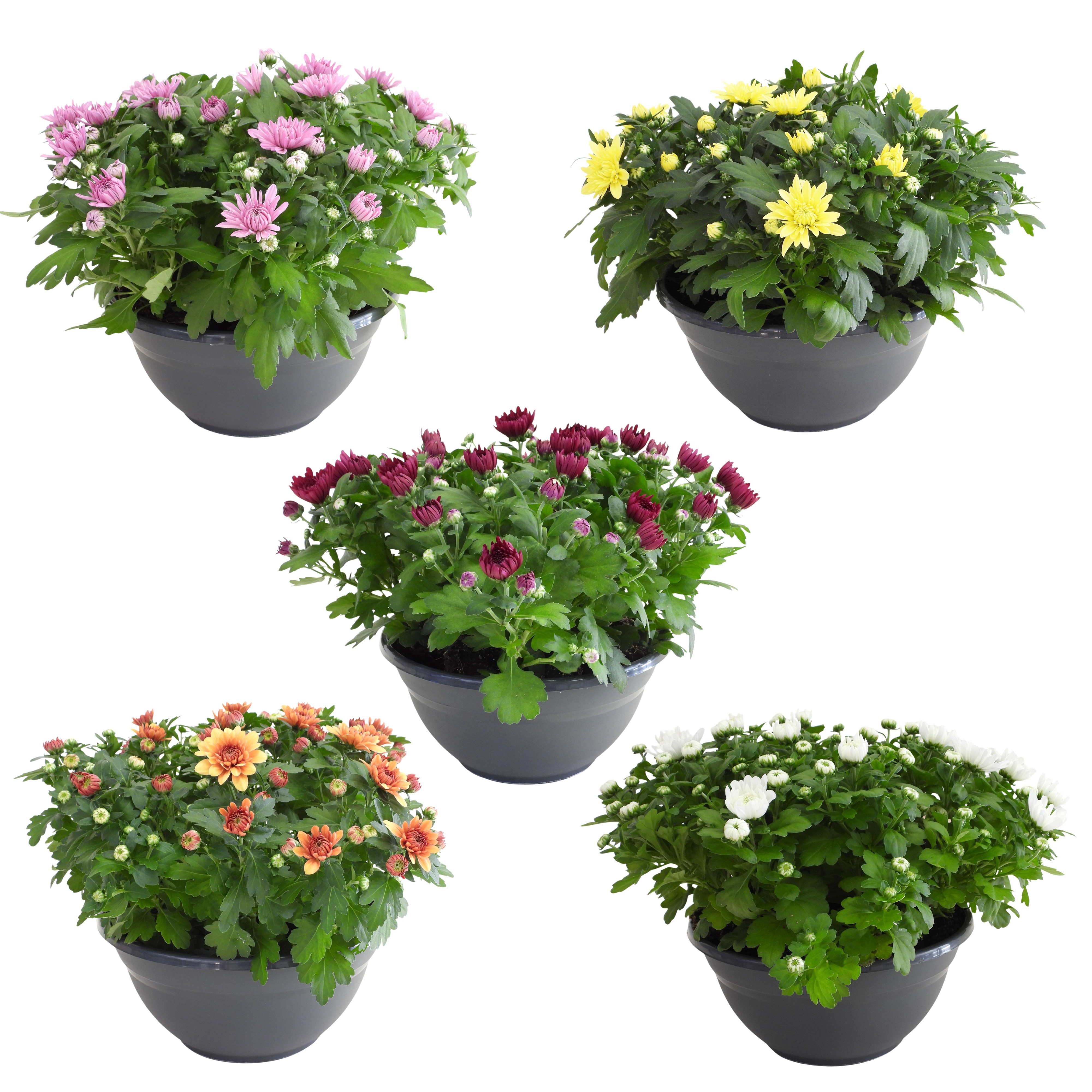 Chrysant Mix in Bowl 27 cm, D 27