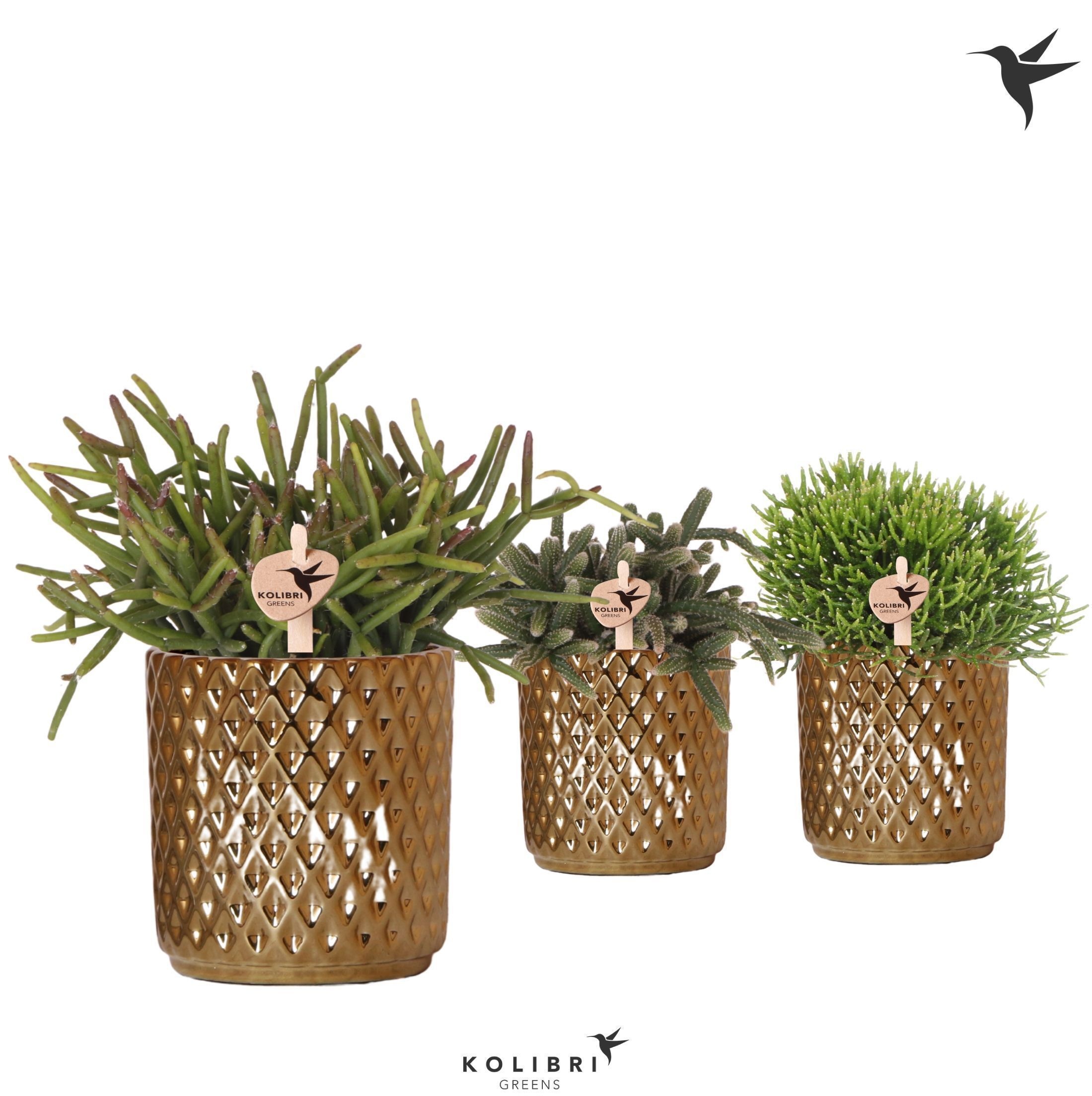 Kolibri Greens Rhipsalis mix in Diamond pot gold, D 9