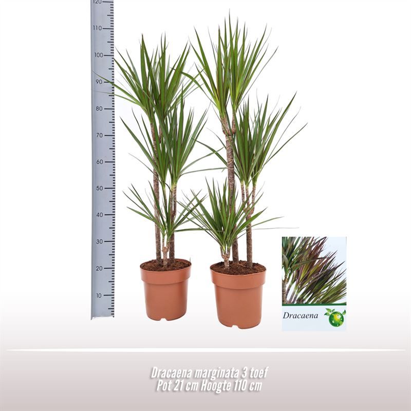 Dracaena marginata 3 toef, D 21