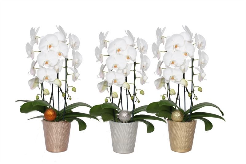 Zoe p12 dots mix luxury Phal cascade white 2T14+, D 12