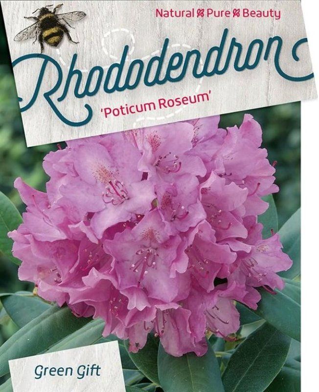 Rhododendron pont. 'Roseum', D 29