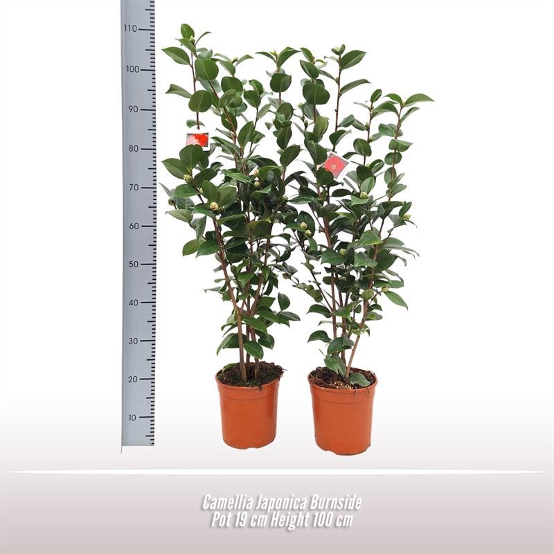 Camellia japonica Burnside, D 19