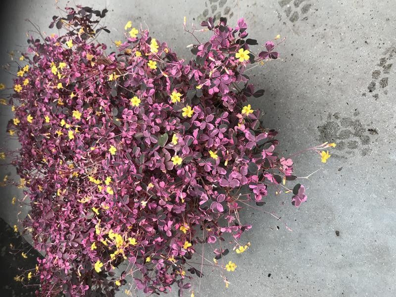 OXALIS VULCANICOLA, D 17