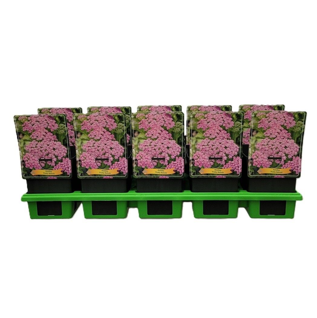 Achillea ‘Pretty Belinda’ P11, D 11