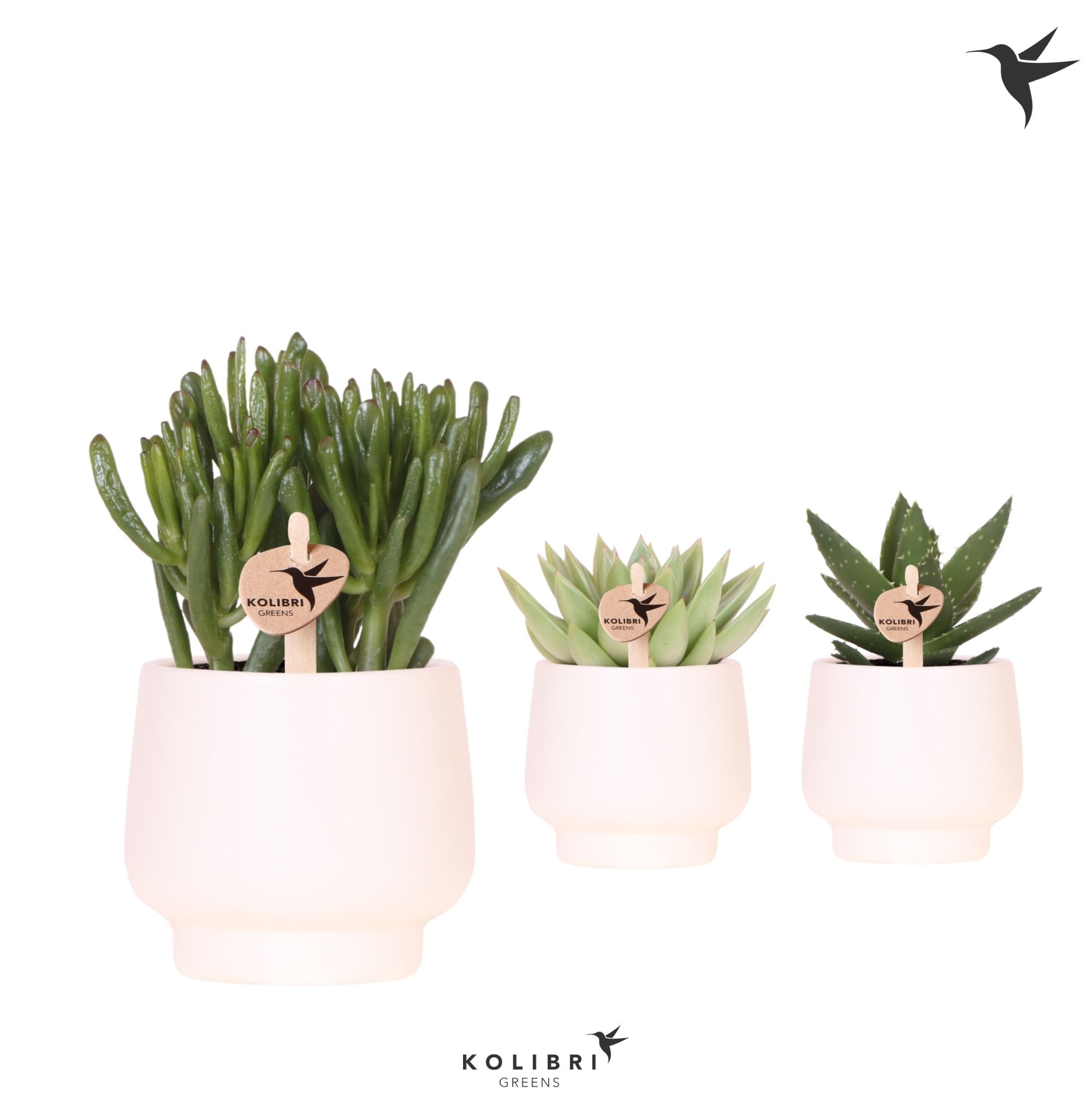 Kolibri Greens Succulenten mix in Scandic pot white, D 9