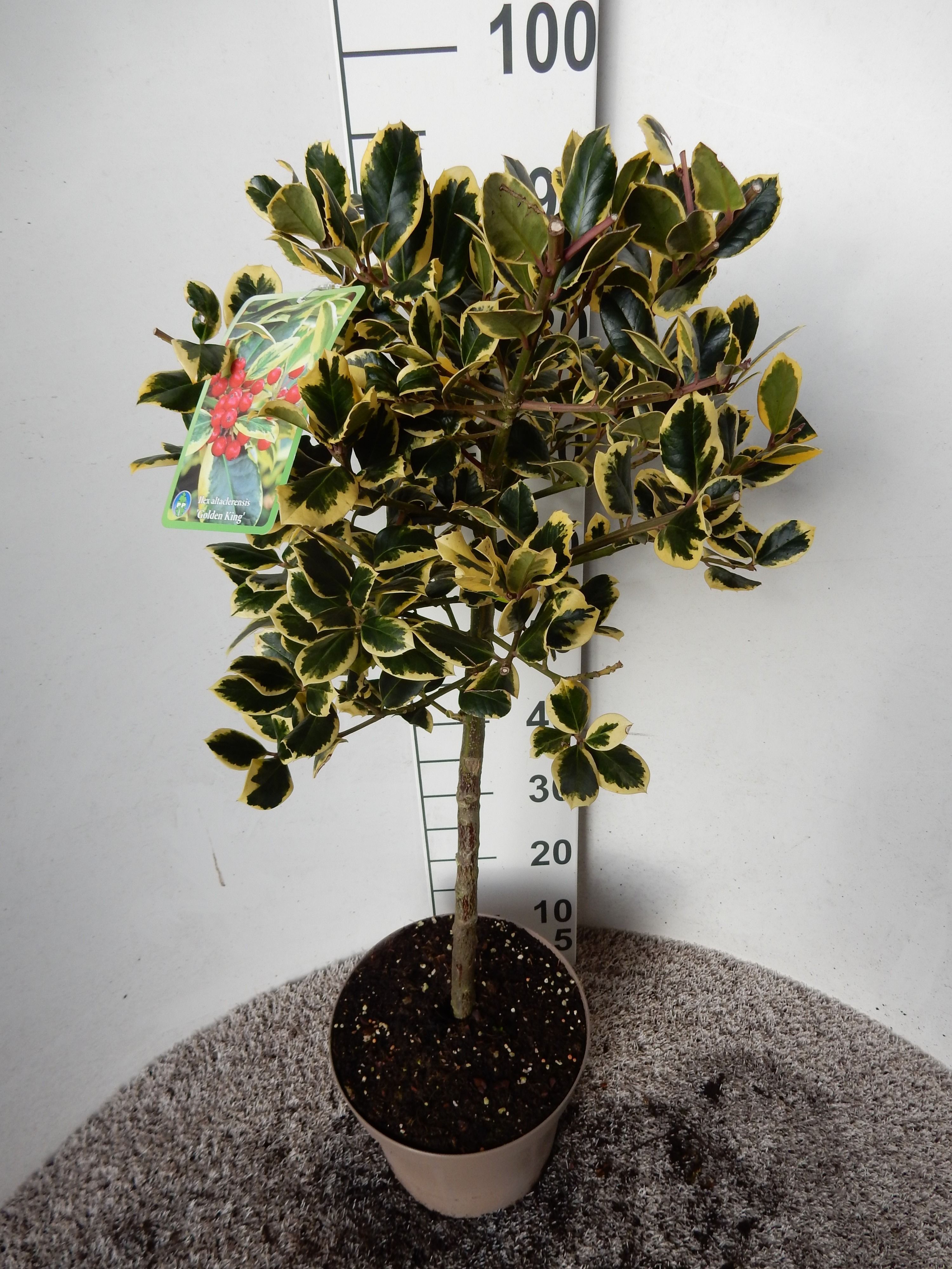 Ilex altaclerensis Golden King 50-60 St. P26 kroon 20 cm, D 26