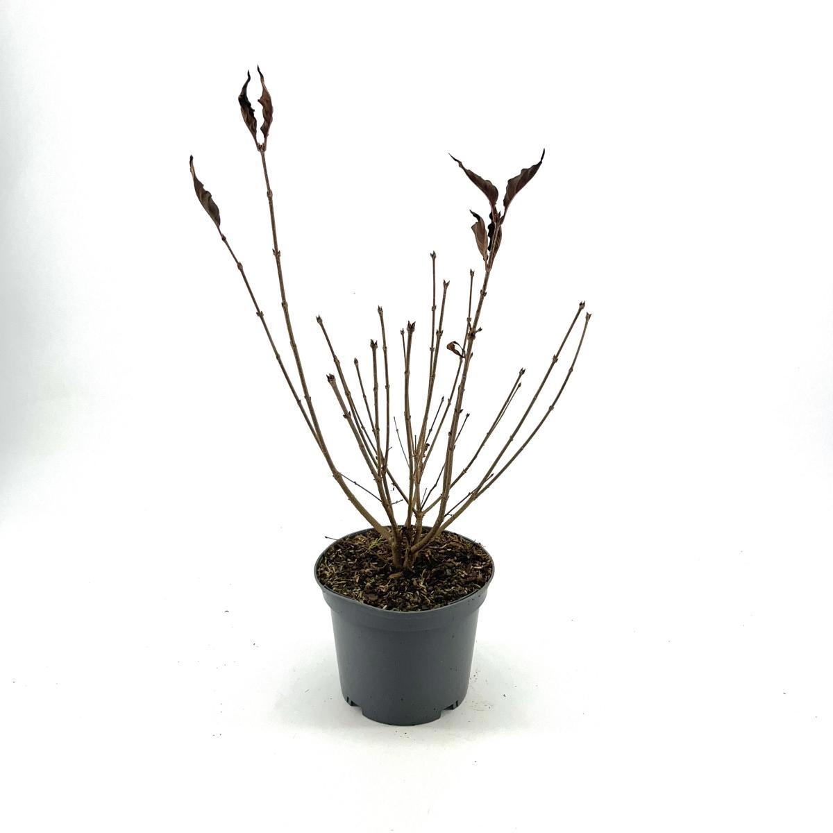 Syringa patula 'Miss Kim', D 19