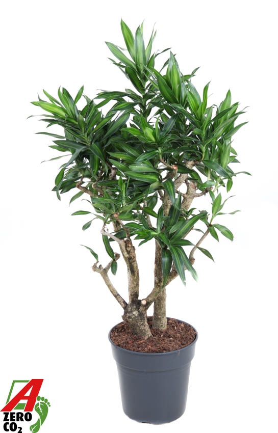 Dracaena Song Of Jamaica vertakt P24, D 24