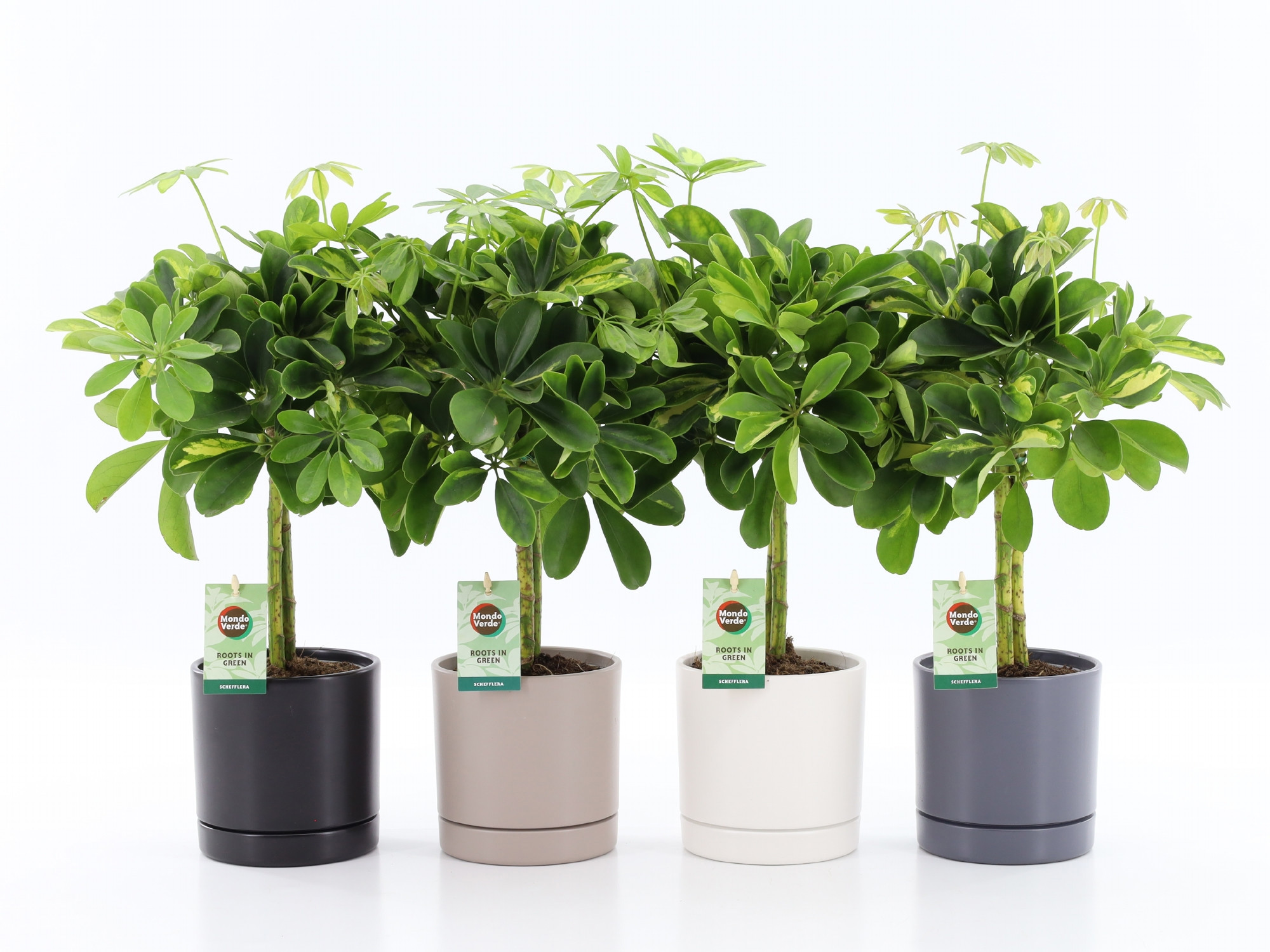 Schefflera Gold Capella in Hainan keramiek 4 kleuren, D 13