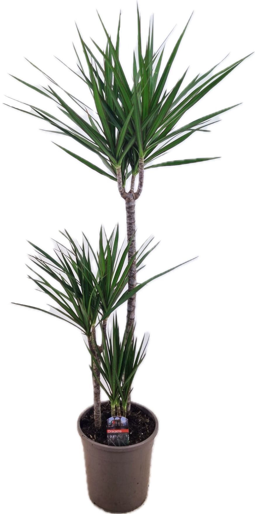 Dracaena marginata Green 75-45-10, D 24