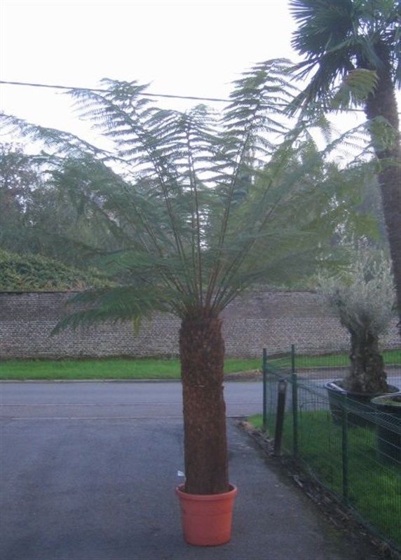 dicksonia antarctica, D 145