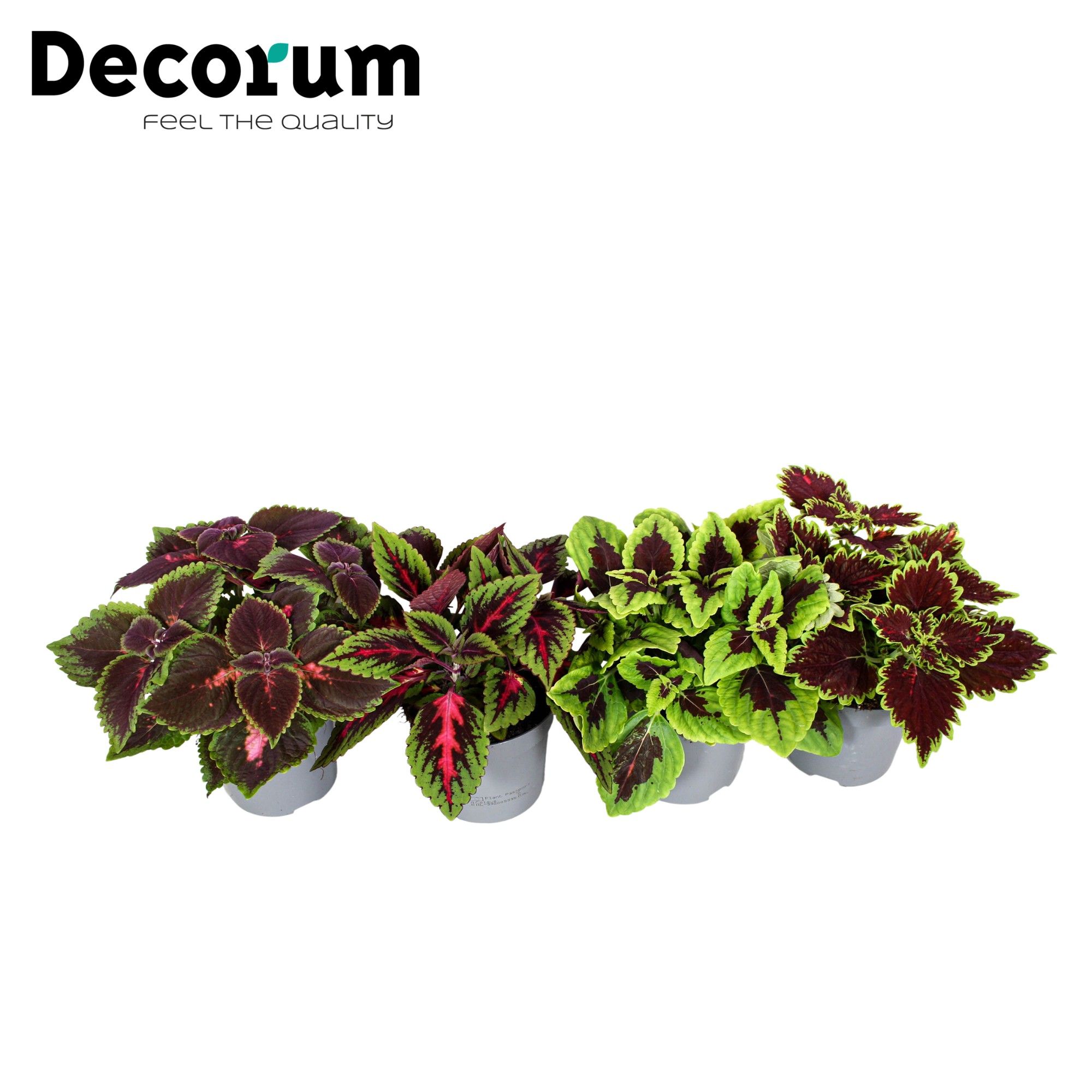 Coleus minimaal 3 soorten mix Decorum, D 13