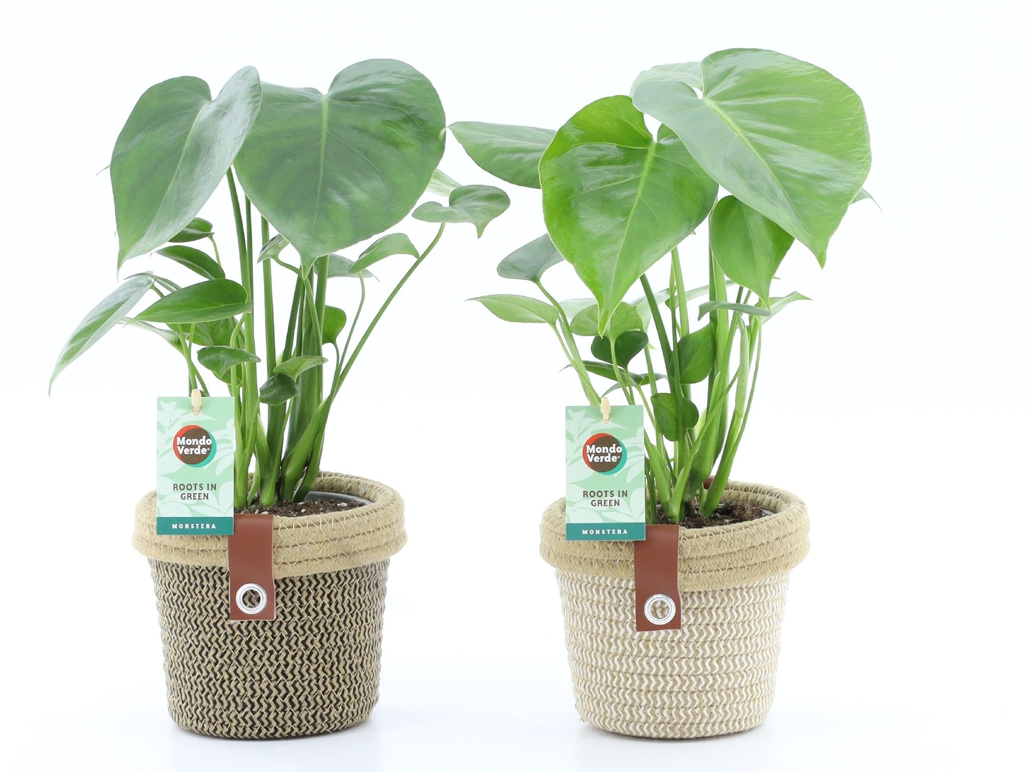 Monstera deliciosa in Noah Deluxe, D 14