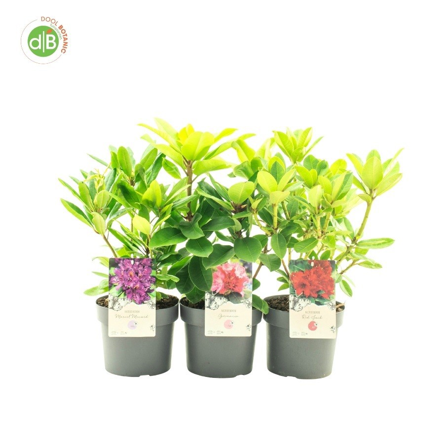 Rhododendron in soorten, D 19