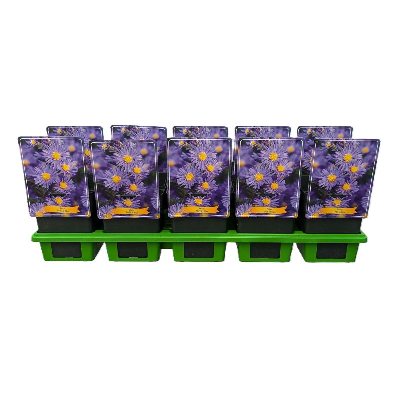 Aster Dumosus 'Lady in Blue' P11, D 11