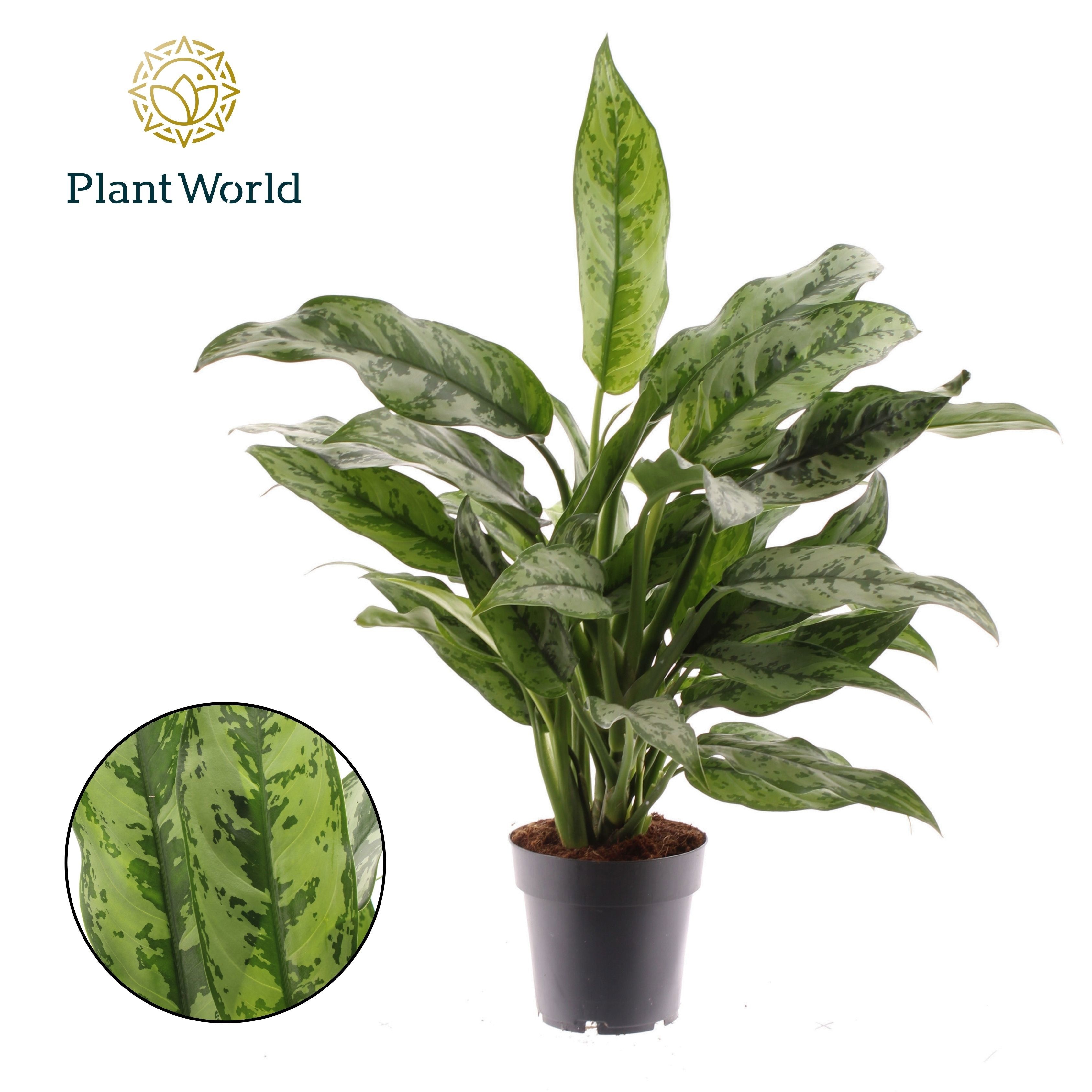 Aglaonema Romeo, D 14