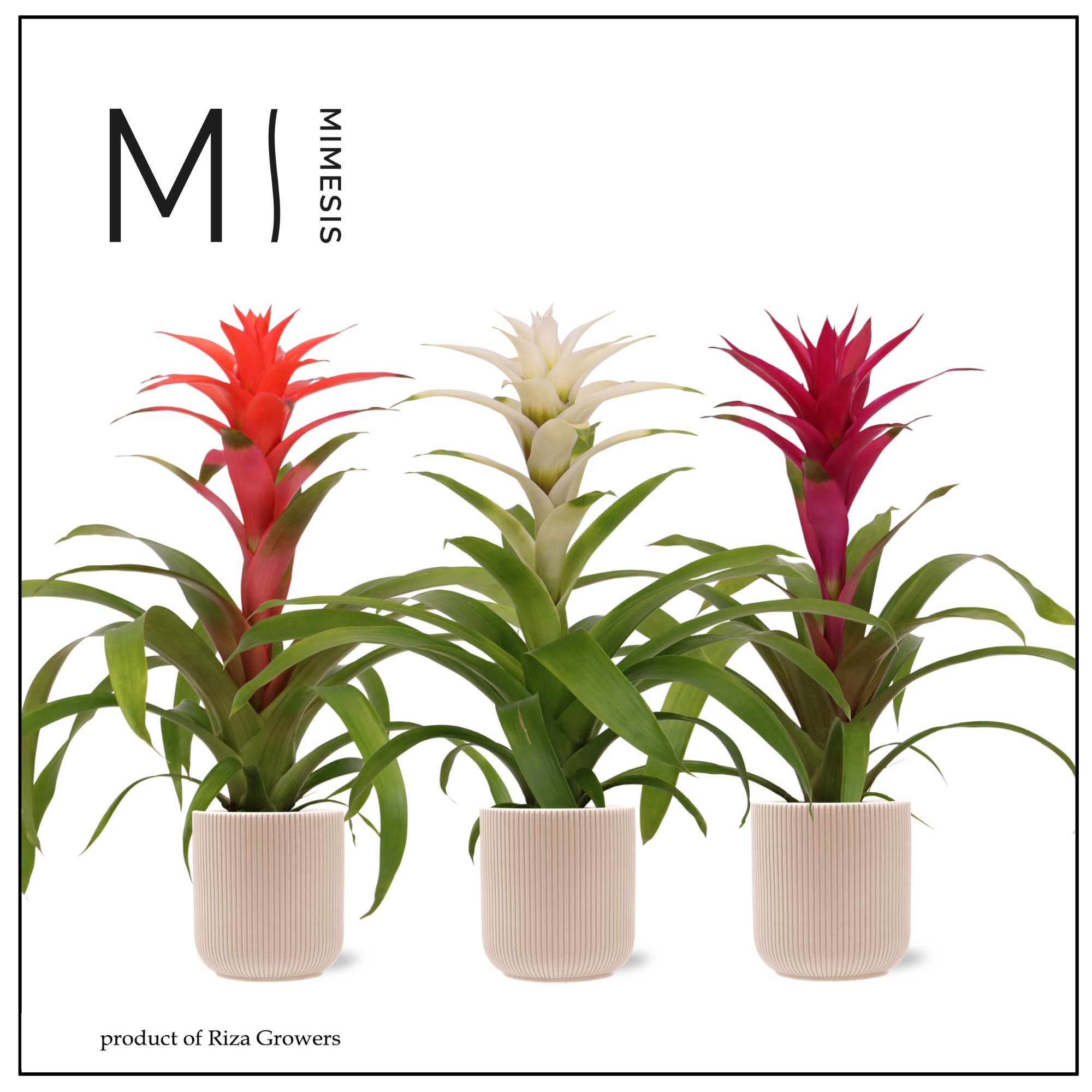 Guzmania Charming - 12cm in Atlanta Peach | Mimesis, D 12