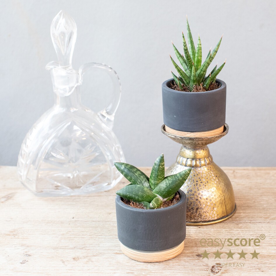 GREEN MIX 30623101 Woodbase Liguice, D 6