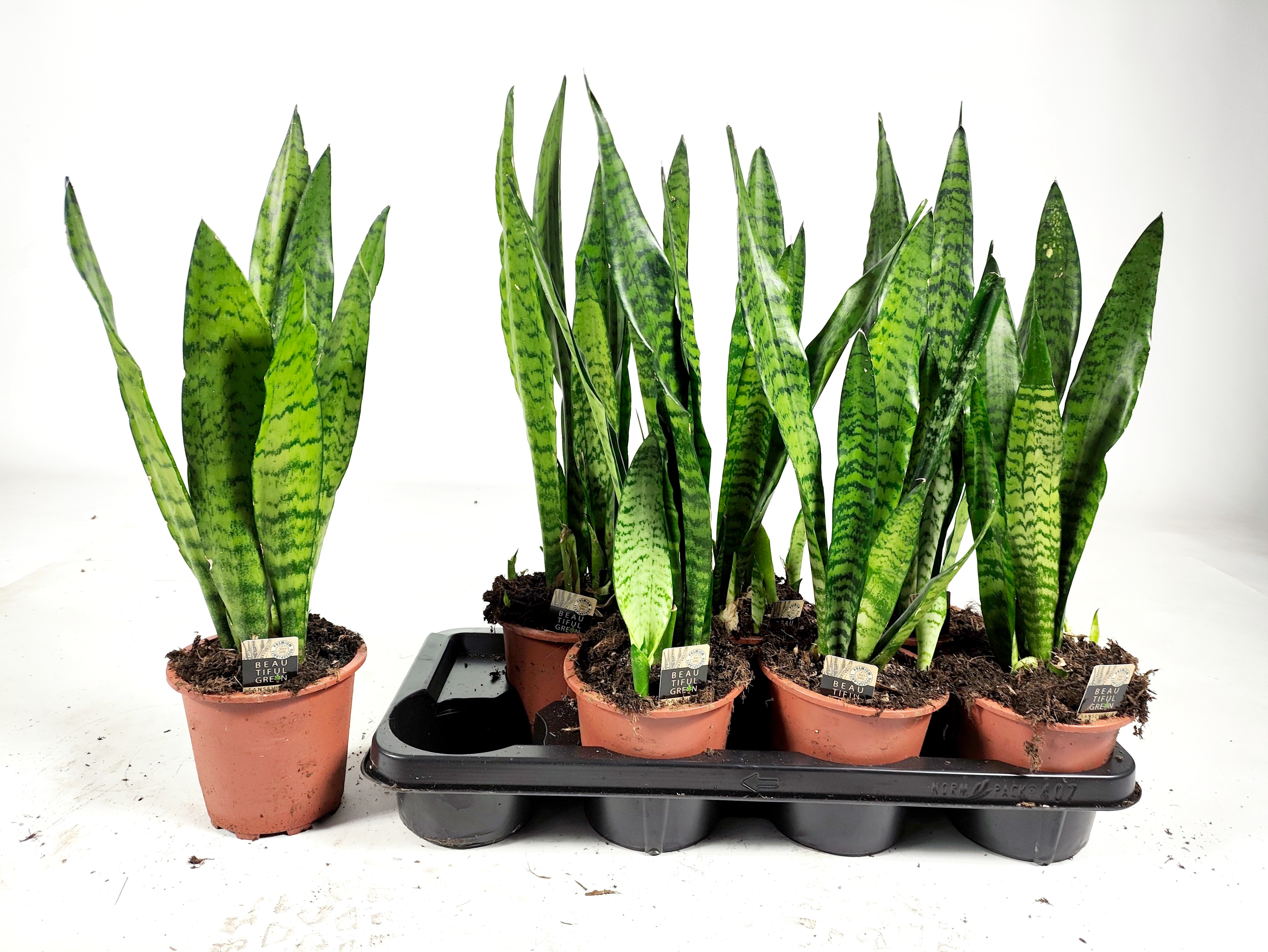 Sansevieria zeylanica 50cm, D 14