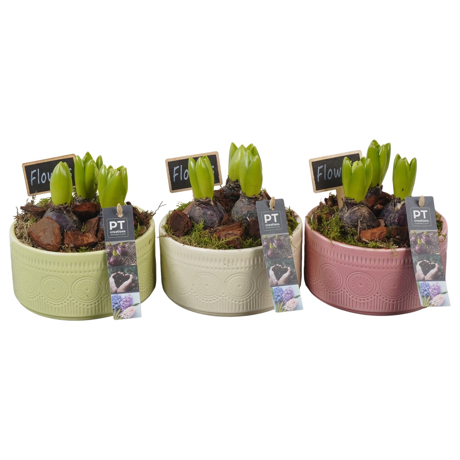 PTHC9192 Arrangement Hyacints in keramiek mix, D 15