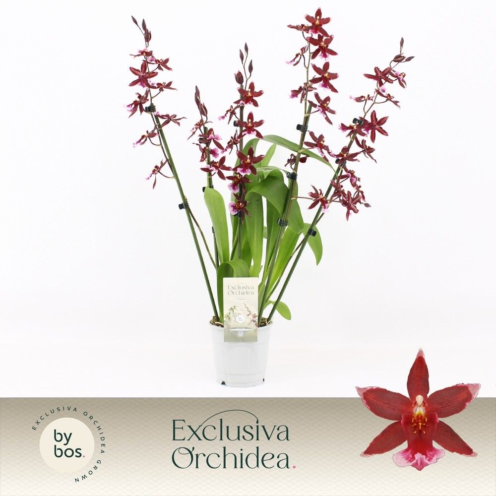 Barrocco Red, 5/6-spike 65+ cm 'Exclusiva Orchidea', D 12