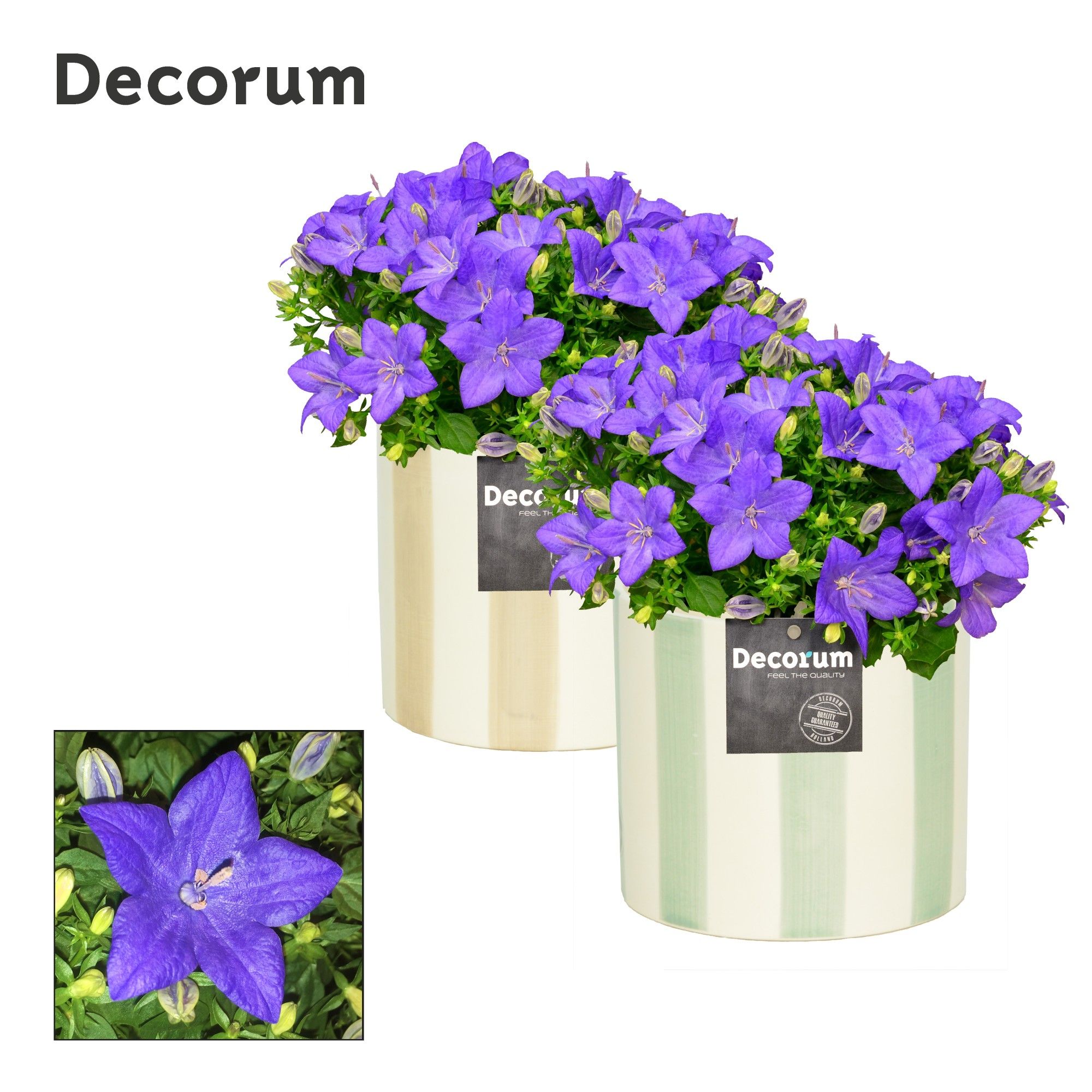 Campanula 'Napoli' Decorum Eline, D 14