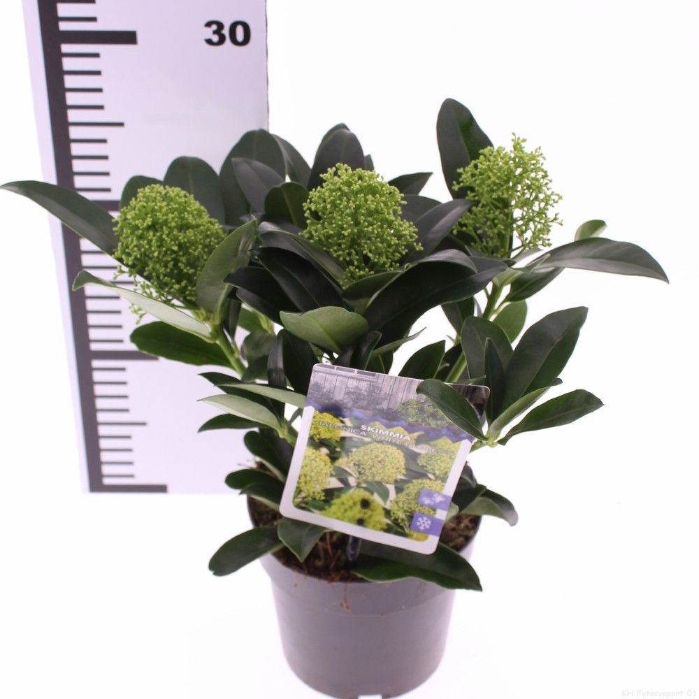 Skimmia jap. 'White Globe', D 13